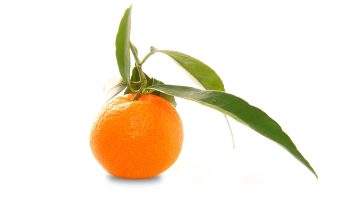 vendita online di clementine igp di calabria