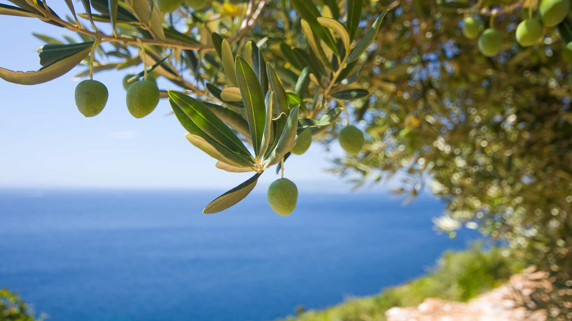 acquista online olio extravergine di oliva calabria