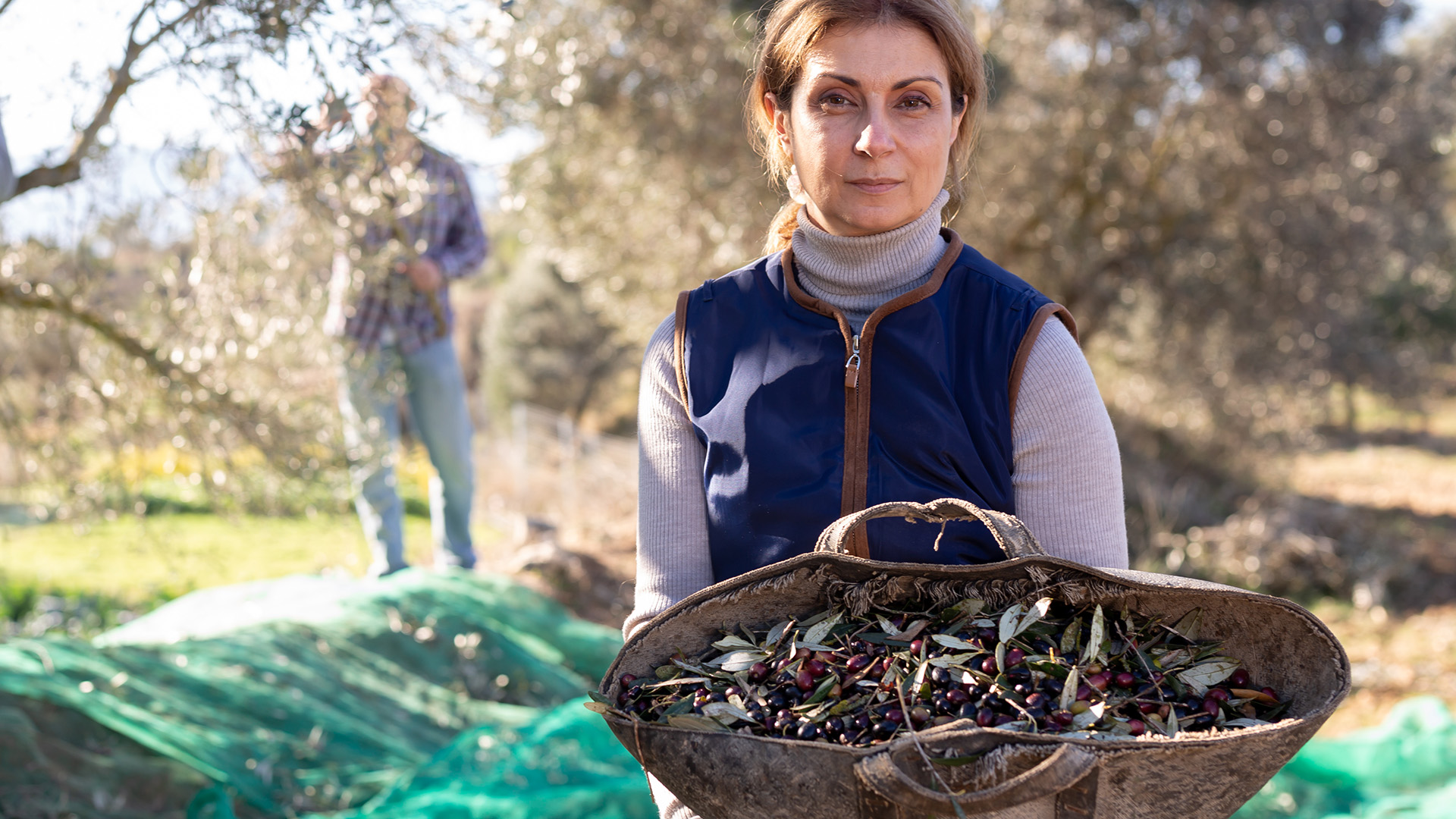 raccolta manuale di olive in calabria per produzione olio evo