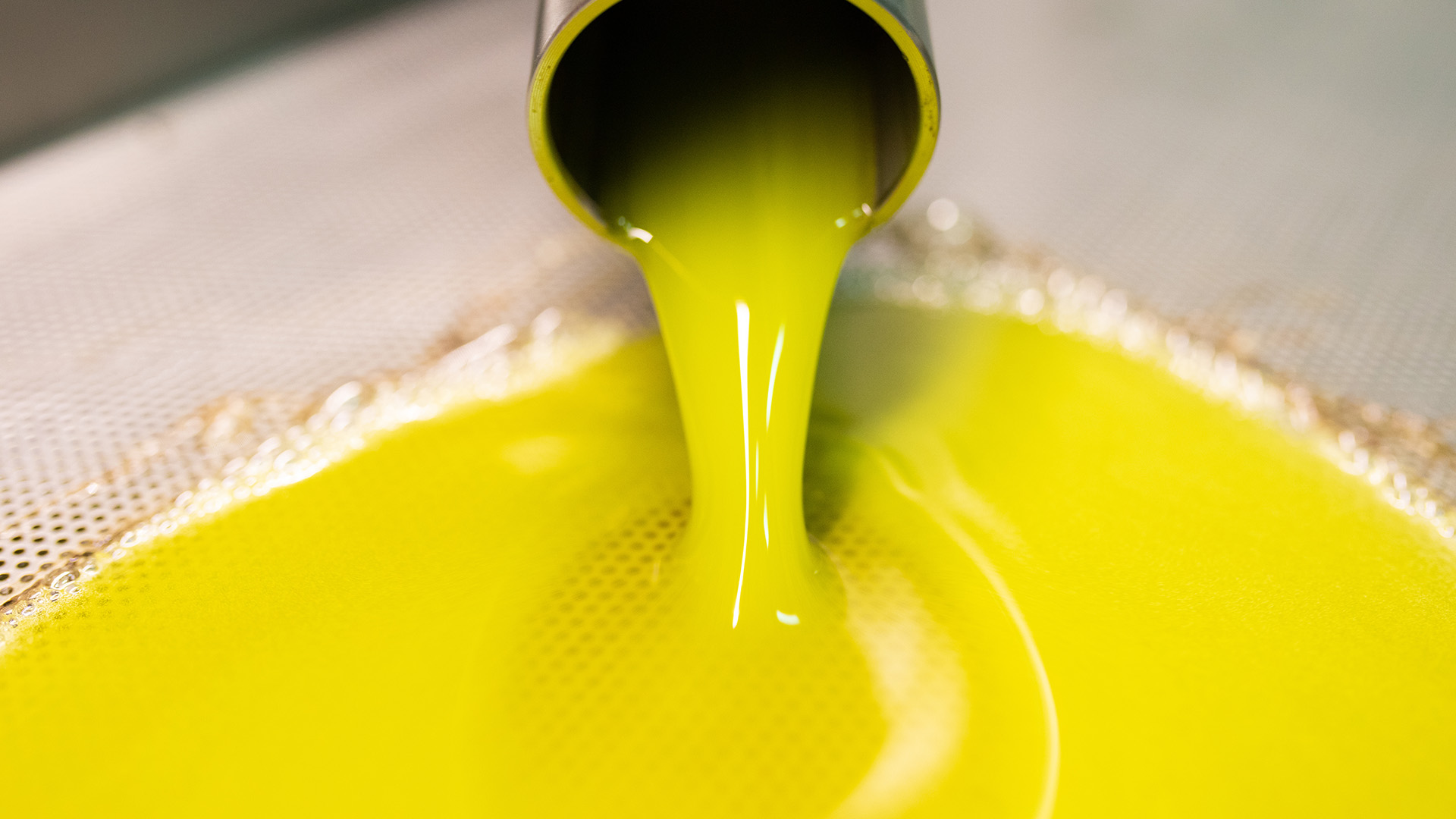 spremitura a freddo delle olive per olio extravergine