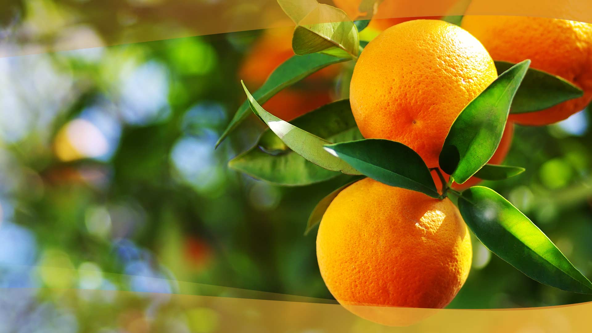 Le Clementine di Calabria IGP - Tipicità calabresi - La Piana dei Sapori